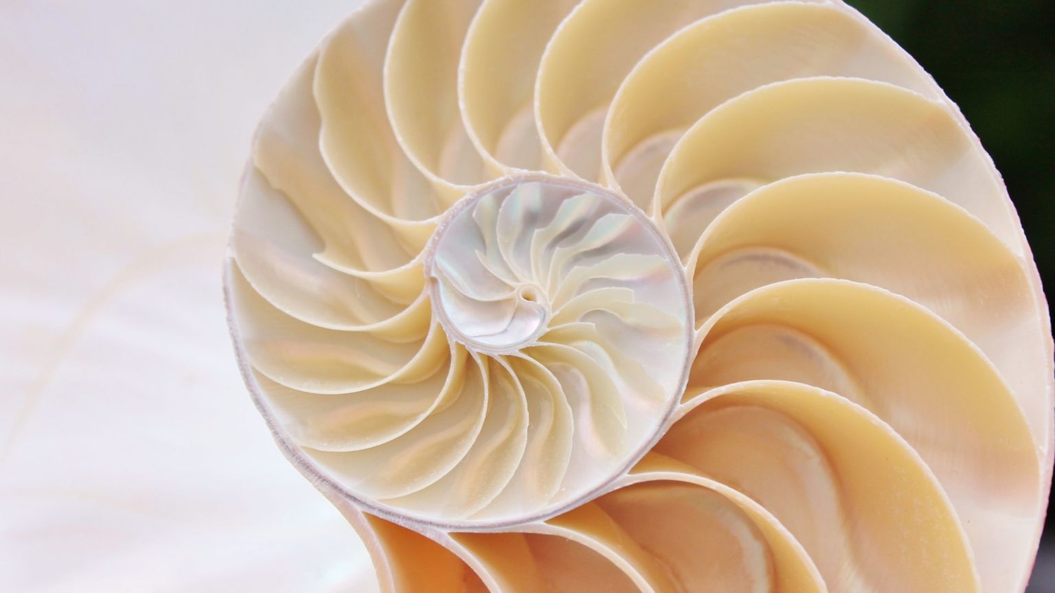 Seashell